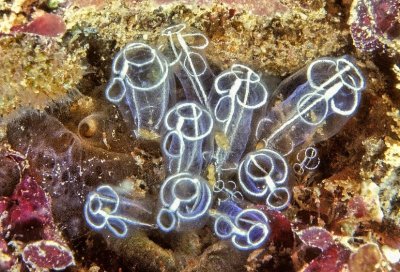 Tunicates 'Clavelina lepadiformis'