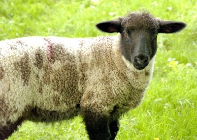 MEEEEH: The Young Lamb From The Moors...