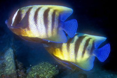 Two Six-Banded Angelfish In Formation