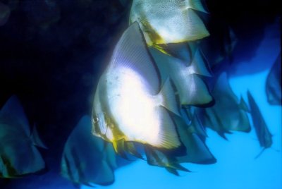 Batfish On Cave