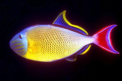 Redtail Triggerfish 'Xanthichthys mento' New Scan