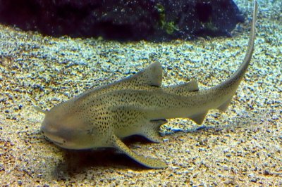 Leopard Shark