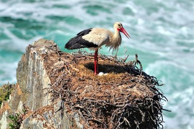 Sea Stork With Eggs