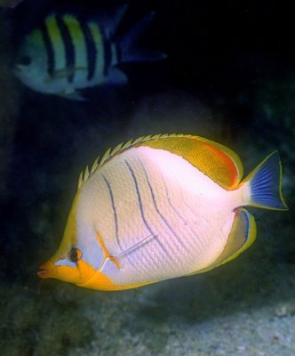 Yellowhead Butterflyfish, Why So Difficult To Find Name?