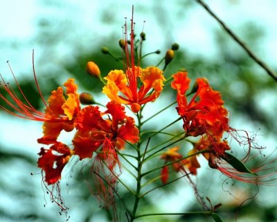 Fiery Flowers Of Borneo
