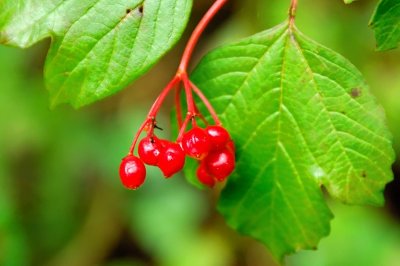 Red Fruits Of The Woods