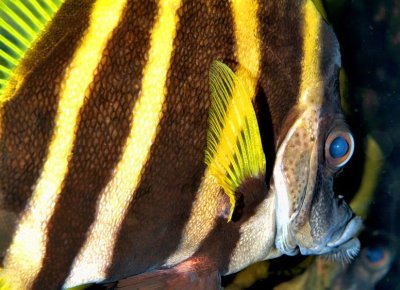 Fin And Eye: Japanese Boarfish 