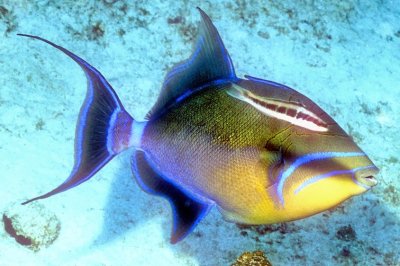 Queen Triggerfish With Hitchhiker 