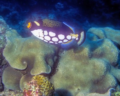 ClownTriggerfish On Coral Reef 