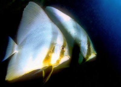 Spadefish Pair, 'Platax teira'