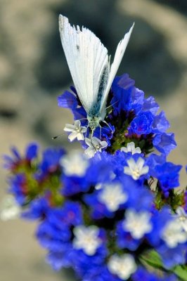 White Butterfly On Purple Flowers