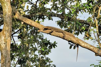 Monitor Lizard Enjoying The Last Rays Of Sun Up A Tree