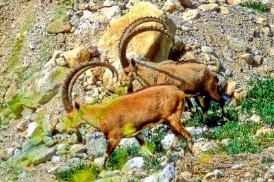 Two Big Capra Ibex Males 