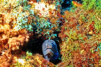 Black Moray 'Muraena augusti' Peeping 