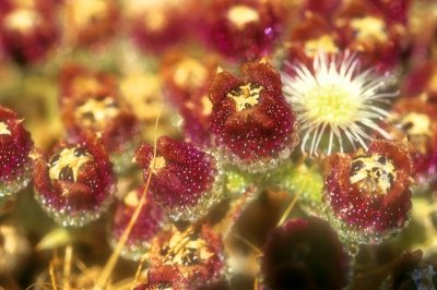 The Strange Plant's Flower