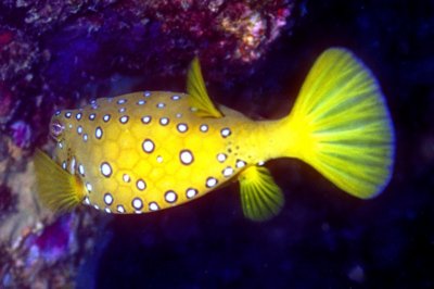 Yellow Boxfish 'Ostracion cubicus'
