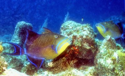 Couple Of Queen Triggerfish 