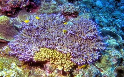 Nice, Healthy Corals