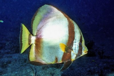 A Sad Looking Spadefish