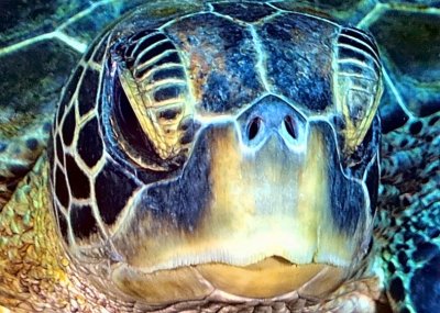 Green Turtle Face Frontal