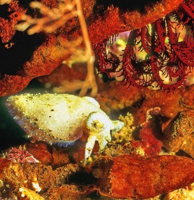 Baby Cuttlefish on Red Crinoids