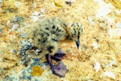 Sea Gull Chick, Just Born...