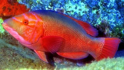 Male Hogfish In Cave 
