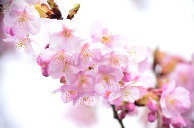 Delicacy Of Spring