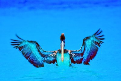 Flapping Pelican 
