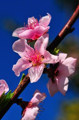 No, Not Sakura! But Not Less Pretty...