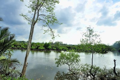 Big Mangrove