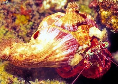Jeweled Anemone Hermit Crab, 'Dardanus pedunculatus'