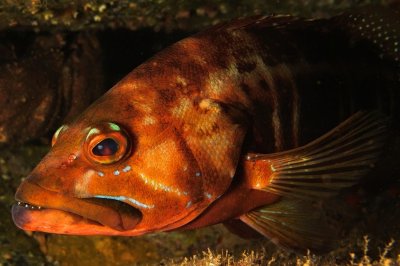 Blacktail Comber 'Serranus atricauda' in Cave