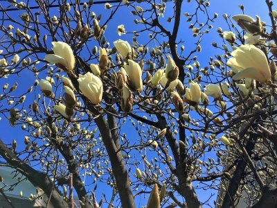 Magnolias, Coming