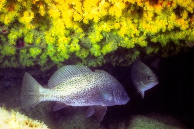 Corb, 'Sciaena umbra' in Yellow Coral Cave
