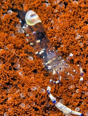 Graceful Anemone Shrimp, 'Ancylomenes venustus' 