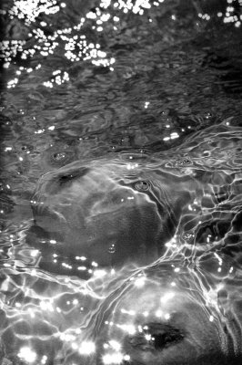 Floaters B&W