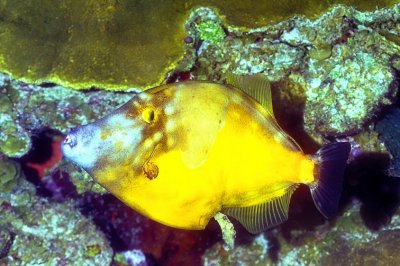 Whitespotted Filefish, 'Cantherhines macrocerus', Doing His Business...