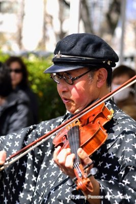 Typical Fiddle Player at Sakura Saturday