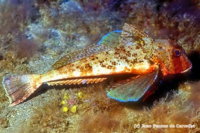 Streaked Gurnard, 'Trigloporus lastoviza'