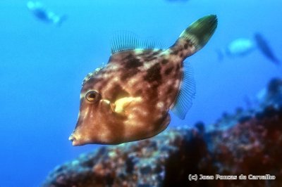 Rare Planehead Filefish, 'Stephanolepis hispidus' 