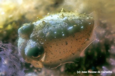 Cute Baby Cuttlefish