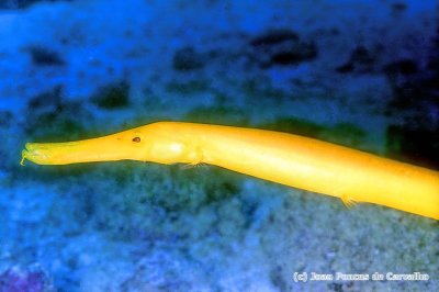 Yellow Trumpetfish