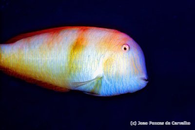 Pearly Razorfish 'Xyrichtys novacula'