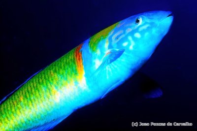 Ornate Wrasse 'Thalasoma pavo'