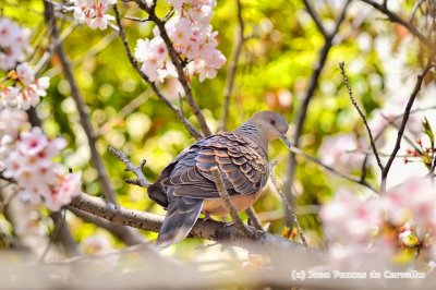 Turtle Dove On Sakura Tree