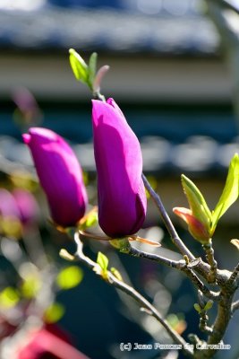 Purple Magnolias