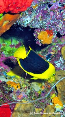 Rock Beauty, 'Holacanthus tricolor'