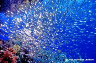 The Silversides Of Moses Rock