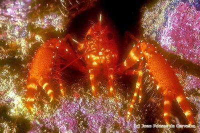Antillean Shrimp - 'Enoplometopus antillensis' 